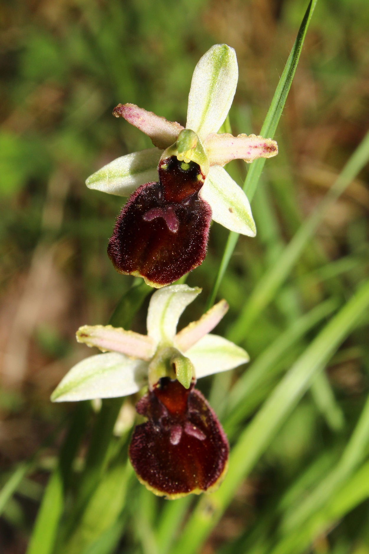 Orchidee dell''Imperiese